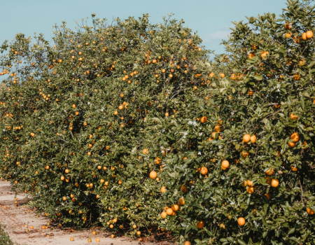 Dirt Path Reaches Along Line Of Florida Orange Orchard Trees Photo